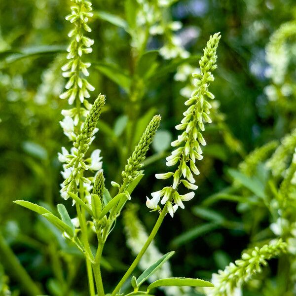 Melilotus albus Flower