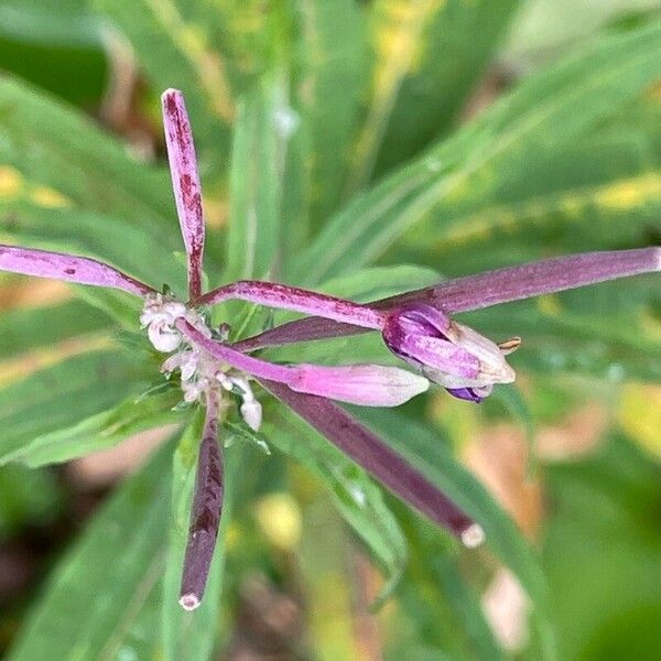 Epilobium dodonaei Flower