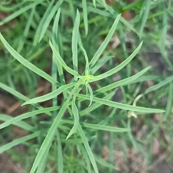 Linaria vulgaris Leht