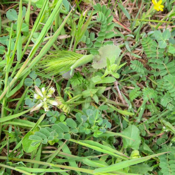 Astragalus hamosus Vekstform