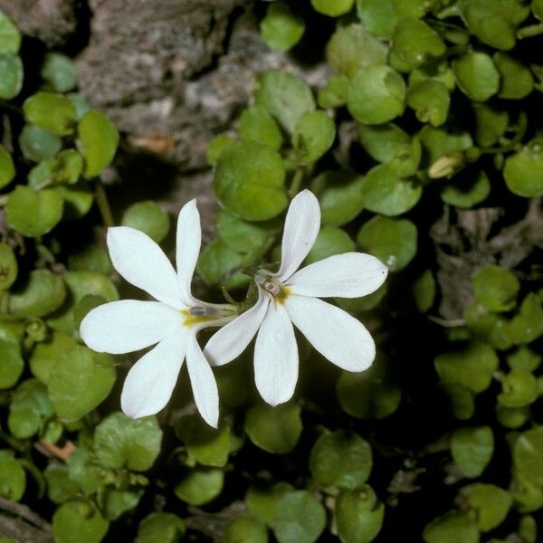 Lobelia angulata Flower