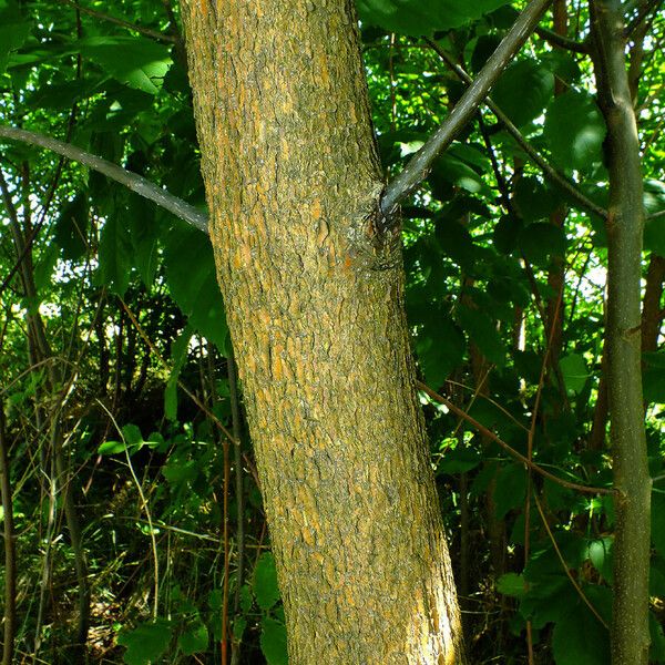 Fraxinus ornus Corteccia