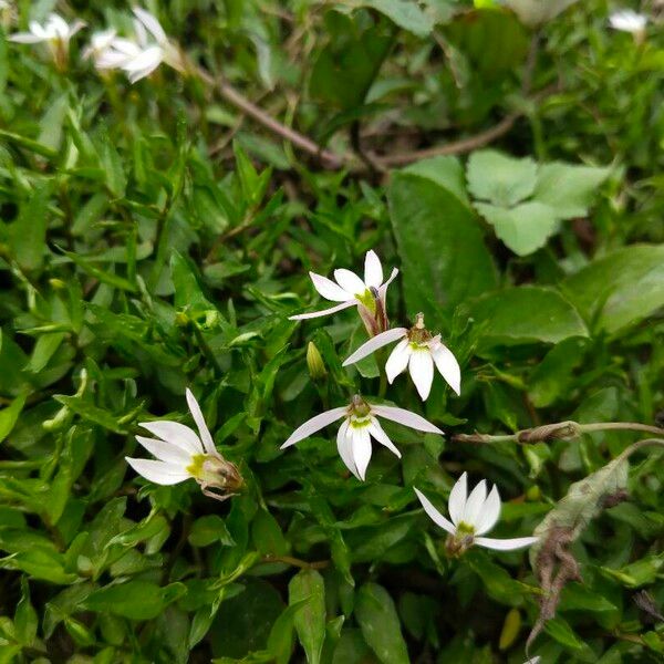 Lobelia chinensis Flor