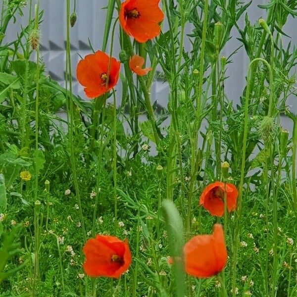 Papaver dubium अन्य