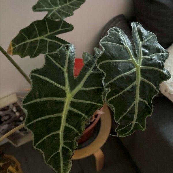 Alocasia sanderiana Fuelha