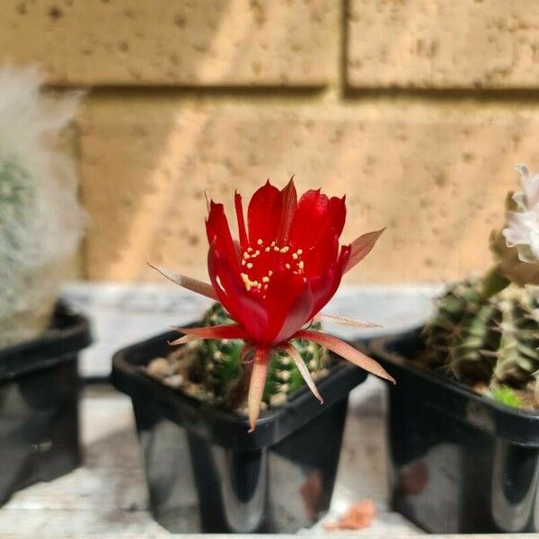 Lobivia arachnacantha Flower