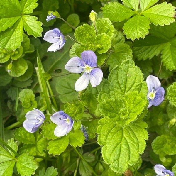 Veronica filiformis Flor