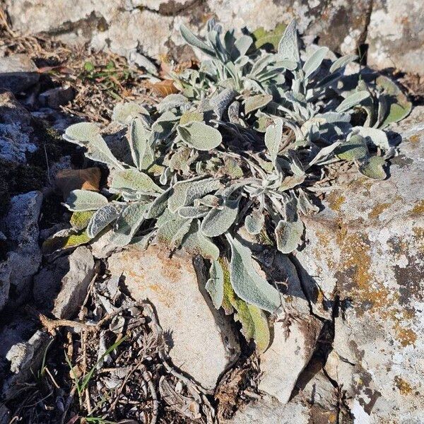 Pentanema verbascifolium Hoja