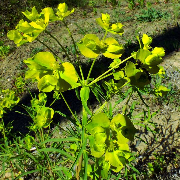 Euphorbia amygdaloides Fulla