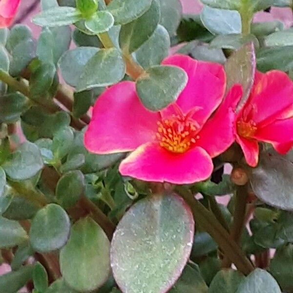 Portulaca umbraticola Flower