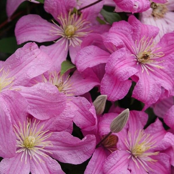 Clematis viticella 花