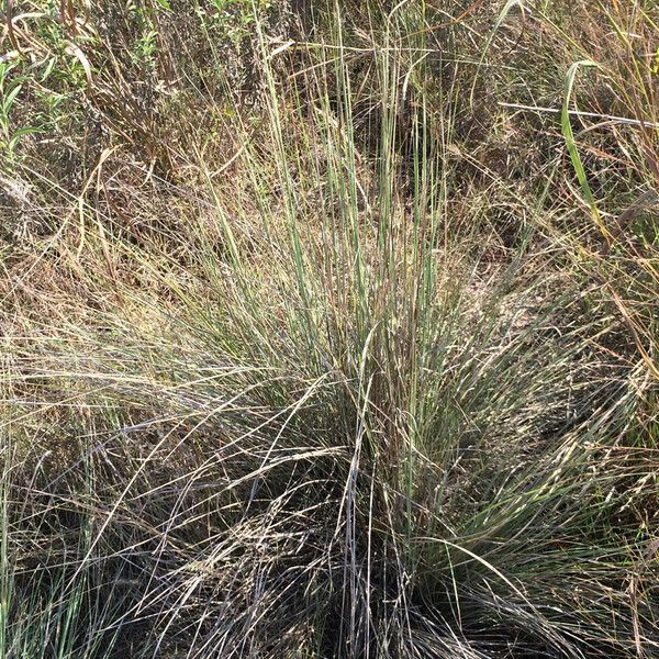 Muhlenbergia lindheimeri Pokrój