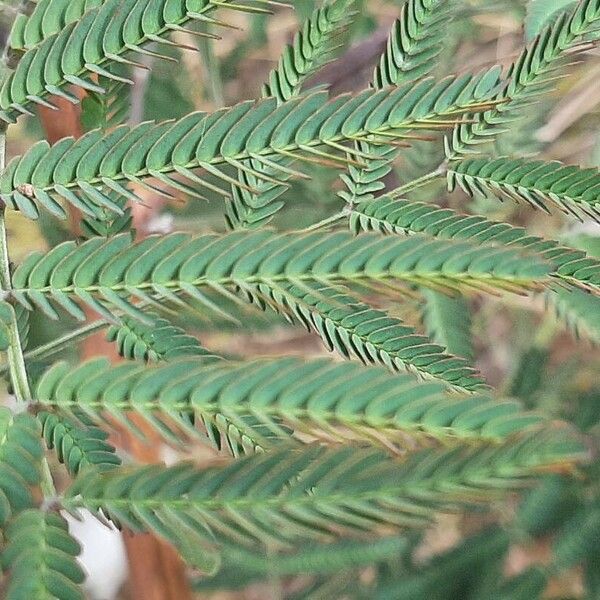 Acacia melanoxylon Blad