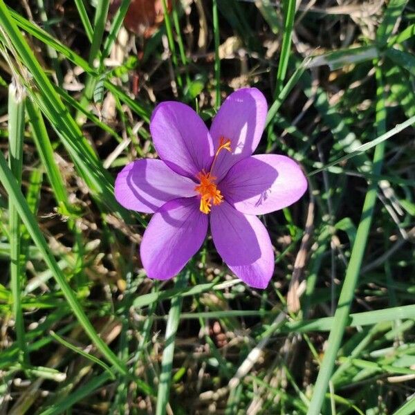 Crocus nudiflorus Flor