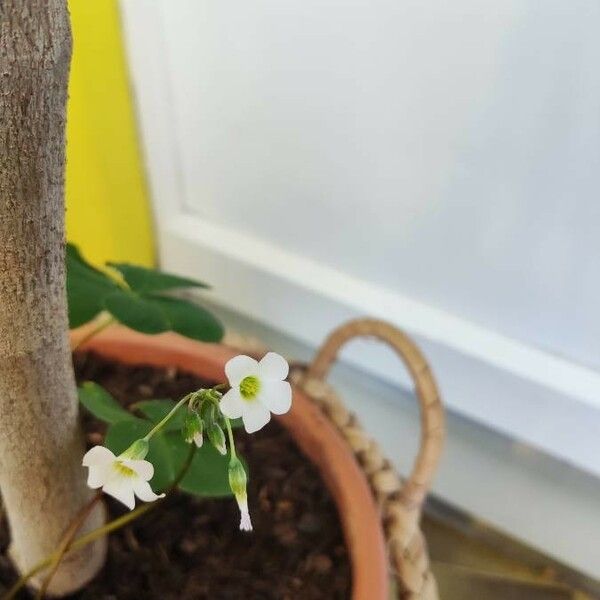 Oxalis latifolia Flower