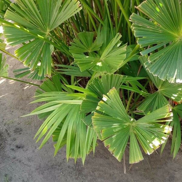 Carludovica palmata Tervik taim