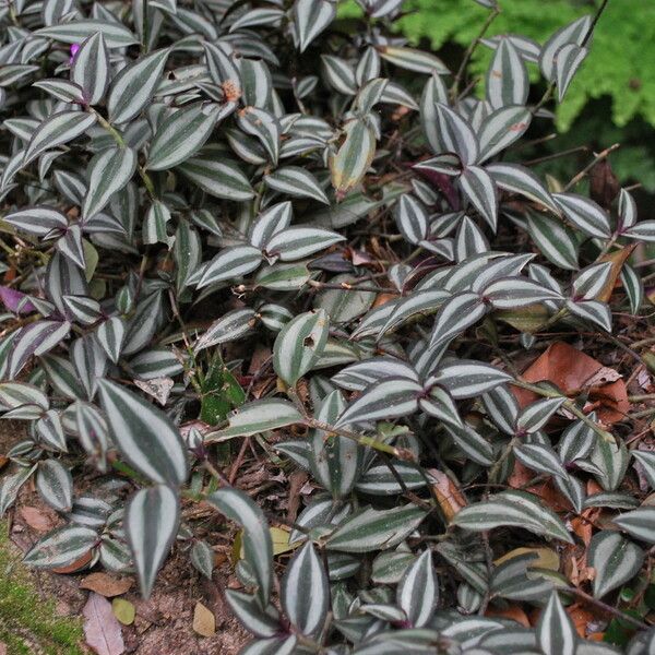 Tradescantia zebrina Leaf