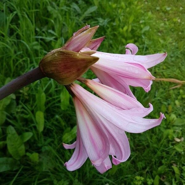 Amaryllis belladonna Flor