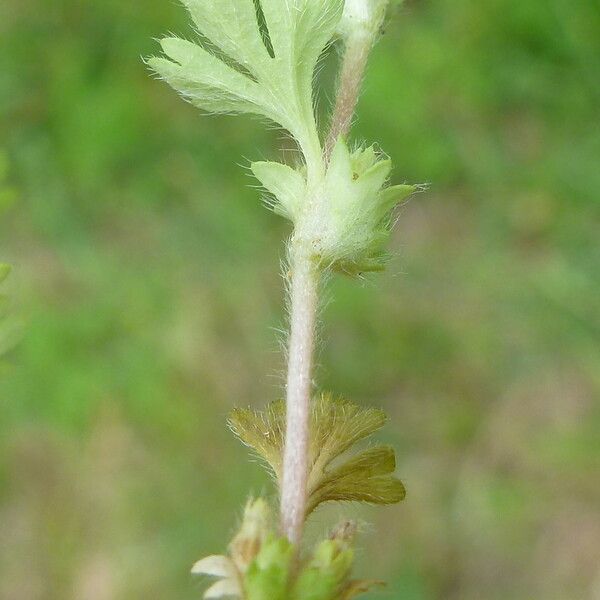 Alchemilla australis Beste bat