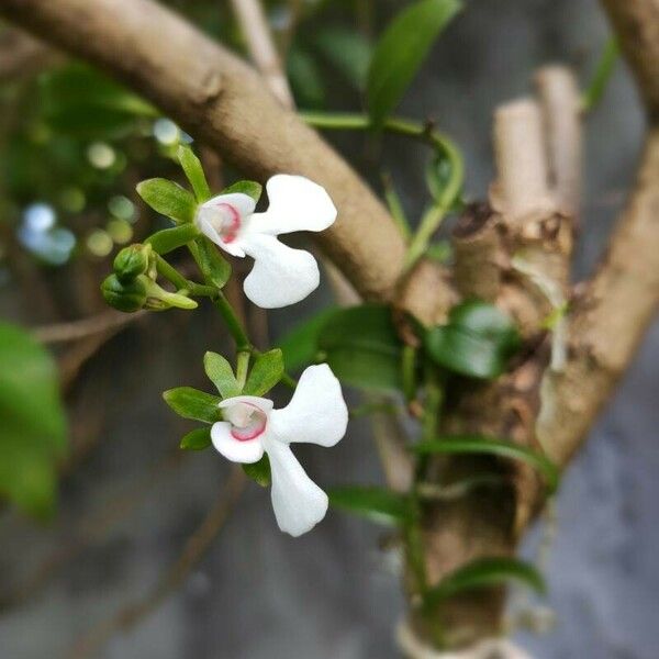 Oeonia rosea Floro