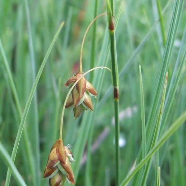 Carex limosa Kvet