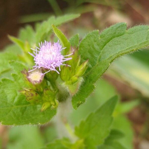 Praxelis clematidea Žiedas