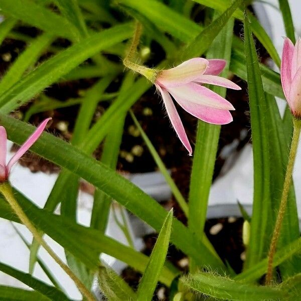 Rhodohypoxis baurii फूल