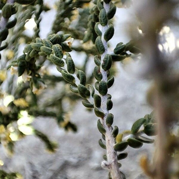 Thymelaea hirsuta Leaf