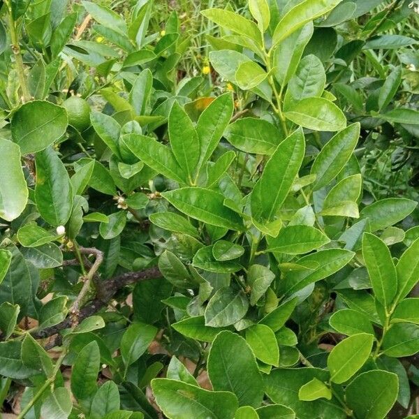 Citrus × latifolia Frunză