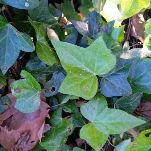 Hedera canariensis Folla