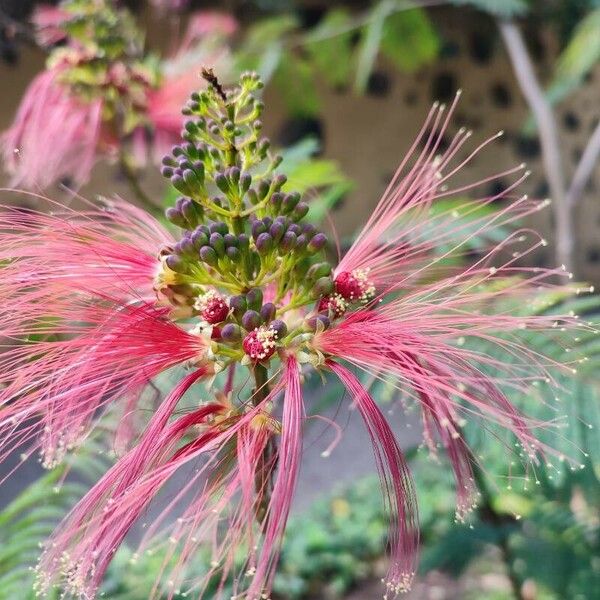 Calliandra houstoniana Flor