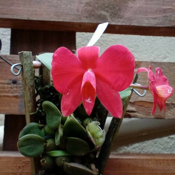 Cattleya brevipedunculata Blomst