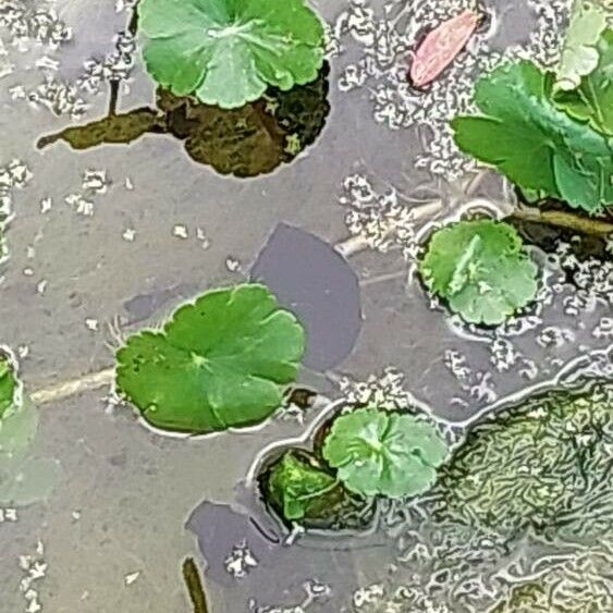 Hydrocotyle ranunculoides Lapas