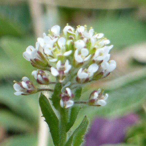 Lepidium heterophyllum Květ