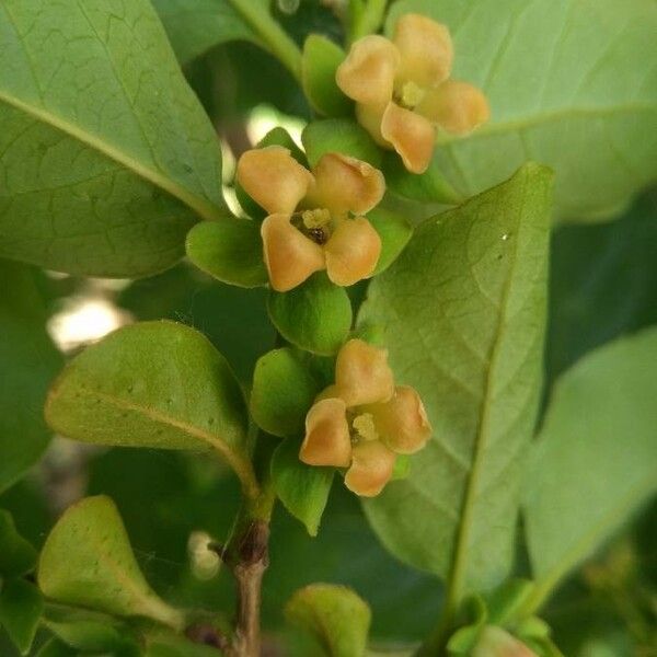 Diospyros lotus Flower