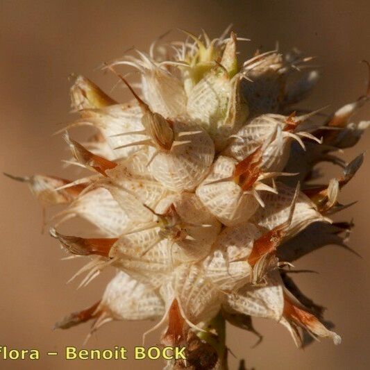 Trifolium spumosum Frucht