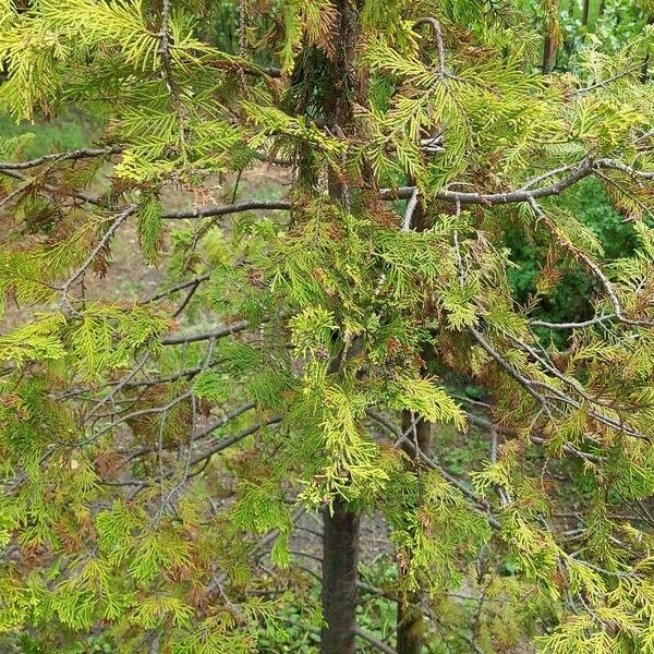 Juniperus procera ഇല
