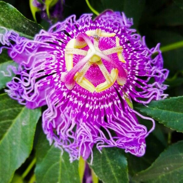 Passiflora incarnata 花