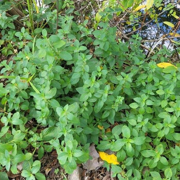 Mentha arvensis برگ