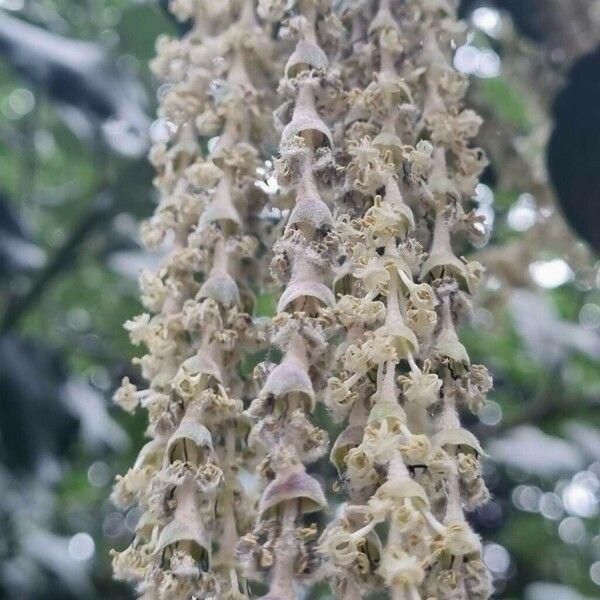 Garrya elliptica Flower