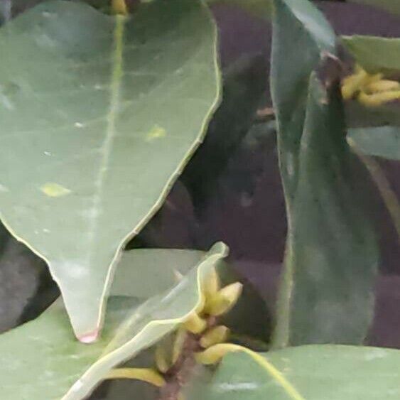 Quercus glauca Flower