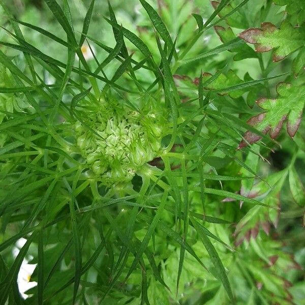 Visnaga daucoides Flor