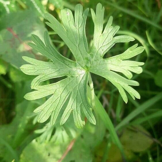 Geranium carolinianum Lapas