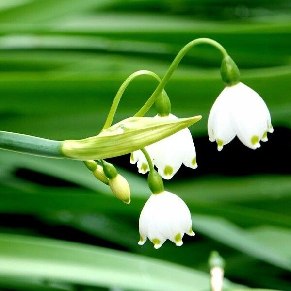 Leucojum aestivum Flower