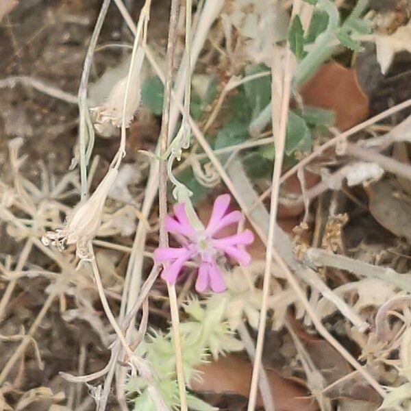 Silene colorata 花