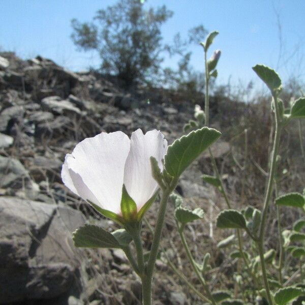 Hibiscus denudatus Habitat