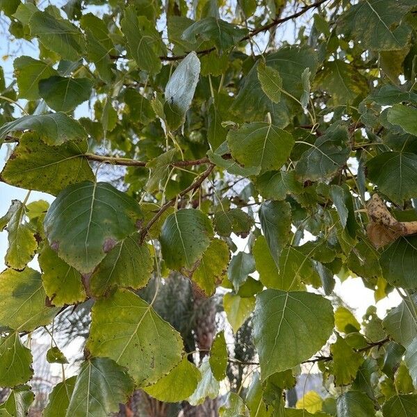 Populus deltoides Fuelha