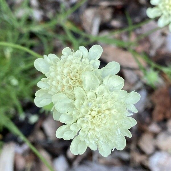 Scabiosa ochroleuca Blodyn