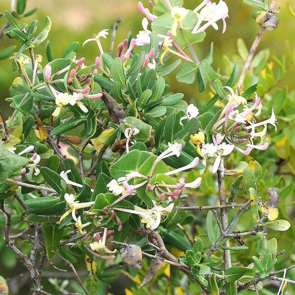 Lonicera implexa Habitus