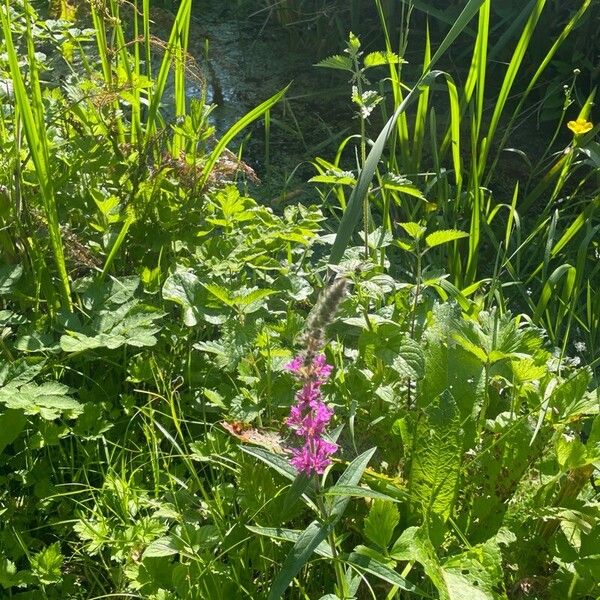 Lythrum salicaria عادت